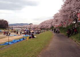 烏城公園の桜