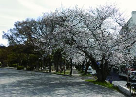 石山公園の桜