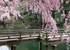 烏城公園の桜