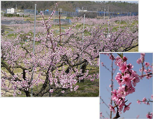桜の花と、桃の花の競演絵巻