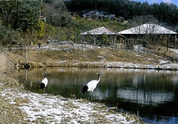 「岡山県自然保護センター」のタンチョウ１
